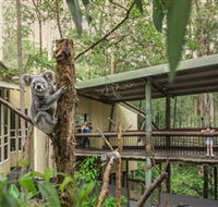 Daisy Hill Koala Centre - Accommodation Mt Buller