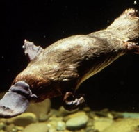 Platypus Pool - Accommodation Mt Buller