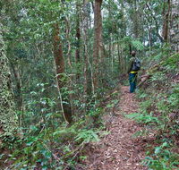 Blackbutt walking track