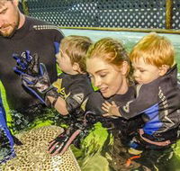 Irukandji Shark and Ray Encounters - Accommodation Mt Buller