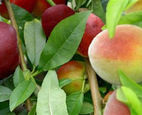 Eungai Rail NSW Accommodation Mt Buller