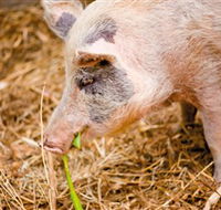 Djanbung Permaculture Gardens