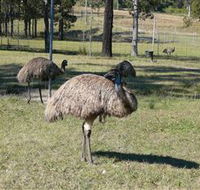 Glen Ian Ostrich and Emu Farm - Accommodation Mt Buller