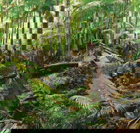 Wollumbin-Mount Warning National Park - Accommodation Mt Buller