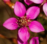 Flora - Accommodation Mt Buller