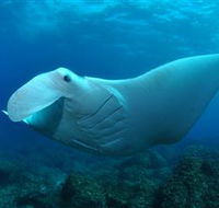 Manta Bommie Dive Site - Accommodation Mt Buller