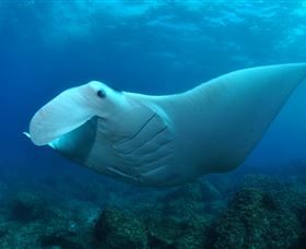 Manta Bommie Dive Site - Accommodation Mt Buller 0