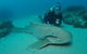 Manta Bommie Dive Site - thumb 1