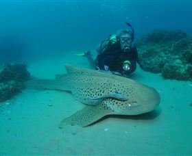 Manta Bommie Dive Site - Accommodation Mt Buller 1