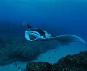 Manta Bommie Dive Site - Accommodation Mt Buller 2