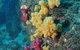 Shag Rock Dive Site - thumb 0
