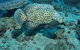 Shag Rock Dive Site - thumb 2