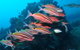 Flat Rock Dive Site - thumb 0