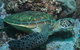 Flat Rock Dive Site - thumb 1