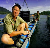 Armstrong Oysters - Accommodation Mt Buller