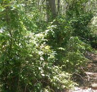Bridle trail - Accommodation Mt Buller