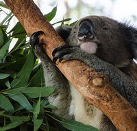 Macquarie Nature Reserve - Accommodation Mt Buller