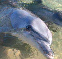Dolphins of Monkey Mia - Accommodation Mt Buller