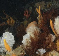 Point Hicks Marine National Park - Accommodation Mt Buller