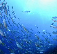 Cape Byron Marine Park - Accommodation Mt Buller
