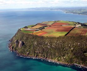 Table Cape - Accommodation Mt Buller 0