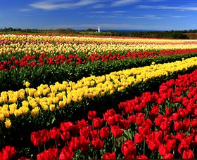 Table Cape - Accommodation Mt Buller 2