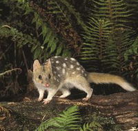 Tarkine Forest Reserve - Accommodation Mt Buller