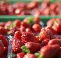 Turners Beach Berry Patch - Accommodation Mt Buller