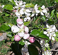 Avro Park Orchards - Accommodation Mt Buller
