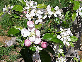 Avro Park Orchards - Accommodation Mt Buller 0