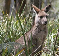 Blue Mountains Guides - Accommodation Mt Buller