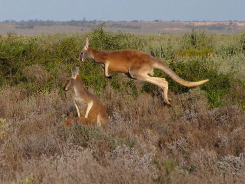 Echidna Walkabout Nature Tours - Accommodation Mt Buller 11