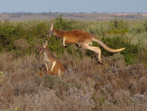 Echidna Walkabout Nature Tours - Accommodation Mt Buller 13