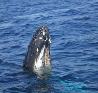 Jervis Bay Whales - Accommodation Mt Buller