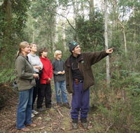 Great Western Tiers Forest Walks Tasmania - Accommodation Mt Buller