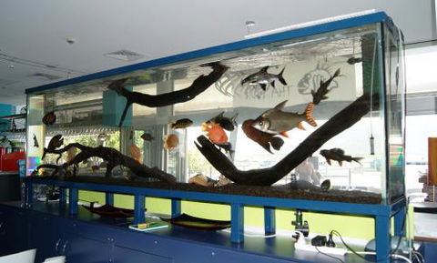 Aquariums In Cairns - Accommodation Mt Buller 2