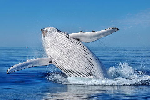 Whale Watching Dunsborough - Accommodation Mt Buller 0