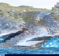 Jet Boat Whale Watching Safari from Dunsborough - Accommodation Mt Buller