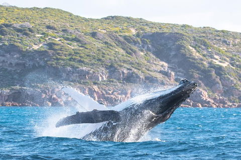 Jet Boat Whale Watching Safari From Dunsborough - Accommodation Mt Buller 0