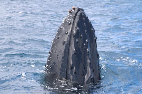 Jet Boat Whale Watching Safari From Dunsborough - Accommodation Mt Buller 1
