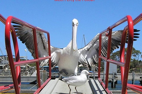 Kalgan Queen Scenic Cruises A Four Hour Sheltered Water Wildlife Tour Daily Fun. - Accommodation Mt buller 4