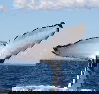 Phillip Island Whale Watching Tour - Accommodation Mt Buller