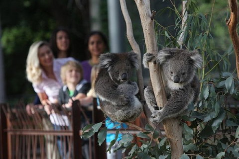 Australian Wildlife Tour At Melbourne Zoo - Accommodation Mt Buller 0