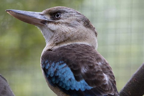 Australian Wildlife Tour At Melbourne Zoo - Accommodation Mt Buller 1