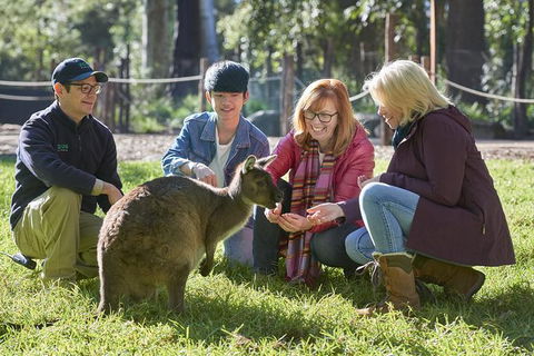 Australian Wildlife Experience At Healesville Sanctuary - Accommodation Mt Buller 0