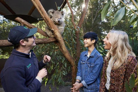 Australian Wildlife Experience At Healesville Sanctuary - Accommodation Mt Buller 1