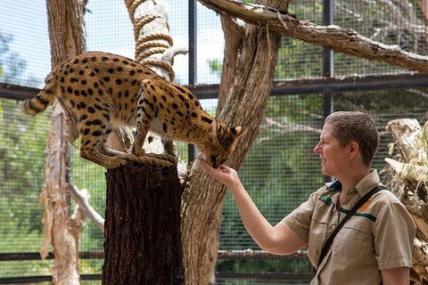 African Cat Encounter At Werribee Open Range Zoo - Accommodation Mt Buller 1
