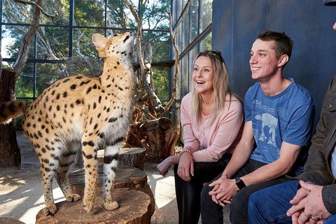 African Cat Encounter At Werribee Open Range Zoo - Accommodation Mt Buller 5