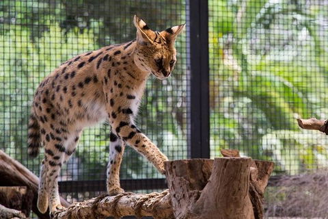 African Cat Encounter At Werribee Open Range Zoo - Accommodation Mt Buller 2