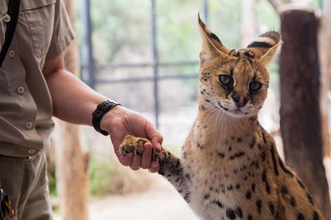 African Cat Encounter At Werribee Open Range Zoo - Accommodation Mt Buller 3